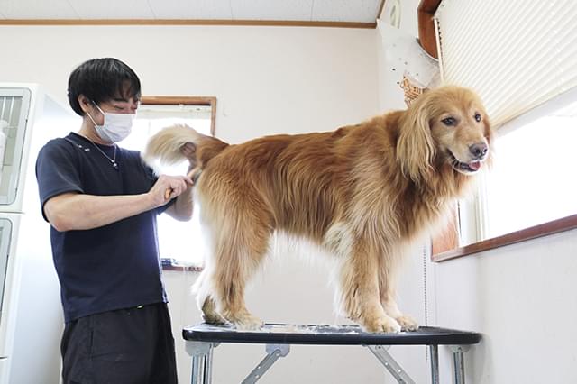 かわいさと健康のためのトリミング